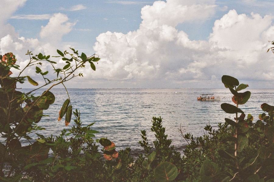 Sea through the leaves, Cozumel