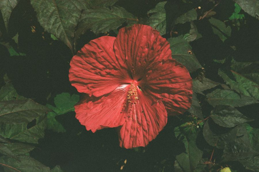 Hibiscus