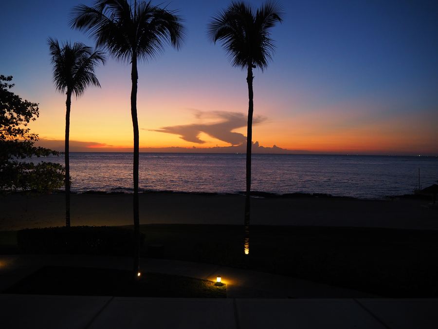 Palms at dusk
