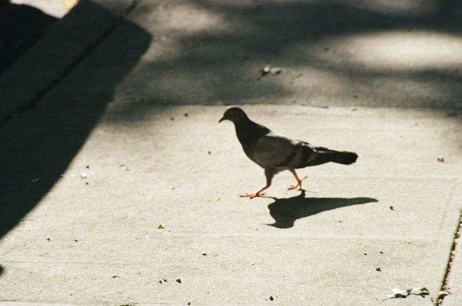 Pigeon and shadow