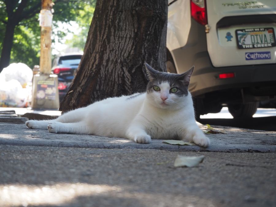 Cat in the shade, Cozumel