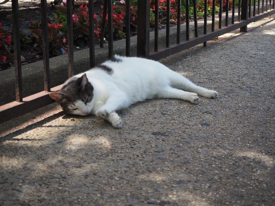 Asleep in the sun