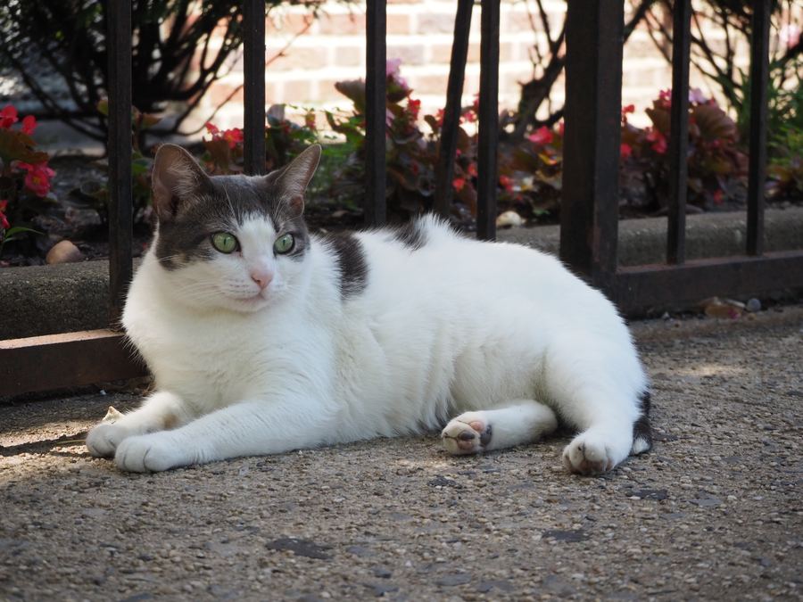 Street cat